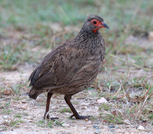 iNaturalist image
