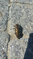 Chalcophora mariana massiliensis