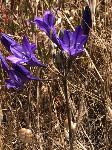 Triteleia laxa