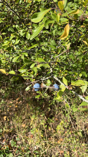 Blackthorn
