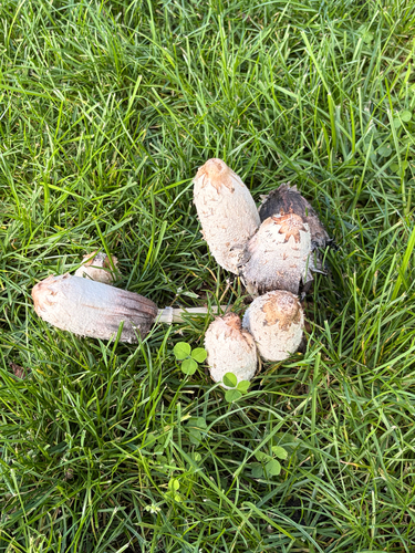 Shaggy Mane