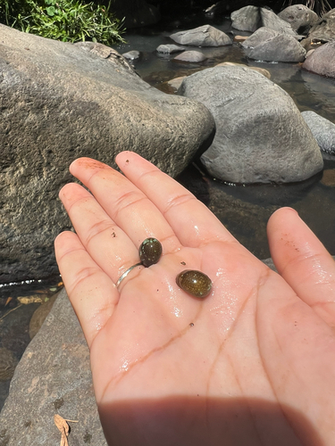 Nereina punctulata observed 2026-09-28