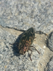 Chalcophora mariana massiliensis