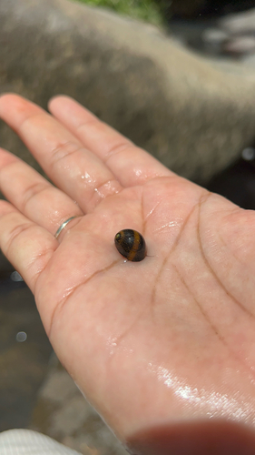 Nereina punctulata observed 2026-09-28