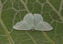 Phaiogramma etruscaria