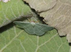 Phaiogramma etruscaria