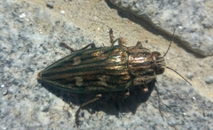 Chalcophora mariana massiliensis