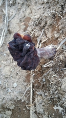 Gyromitra esculenta image