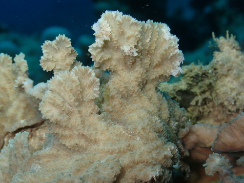 Merulina scabricula observed 2026-10-01