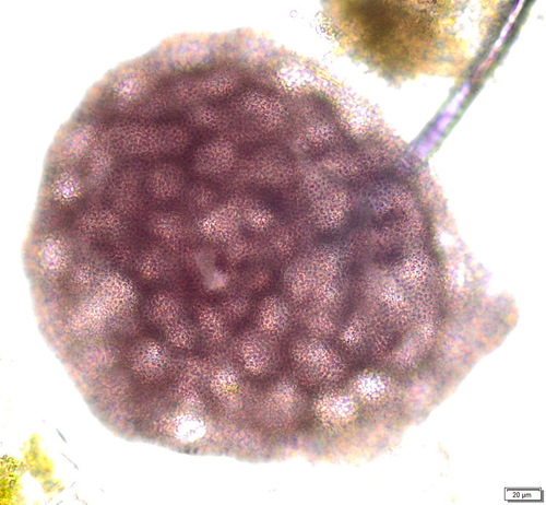 Lamprocystis roseopersicina