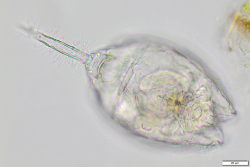 Lecane bulla