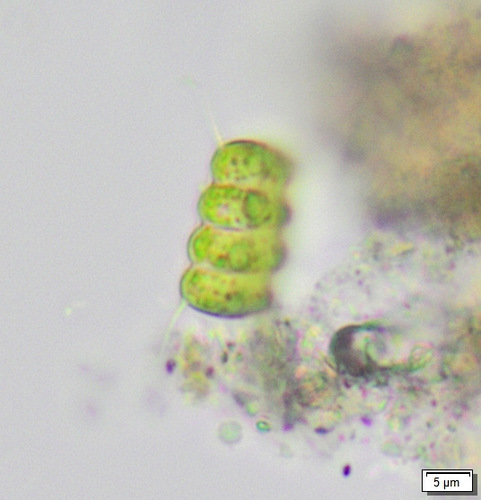 Desmodesmus communis