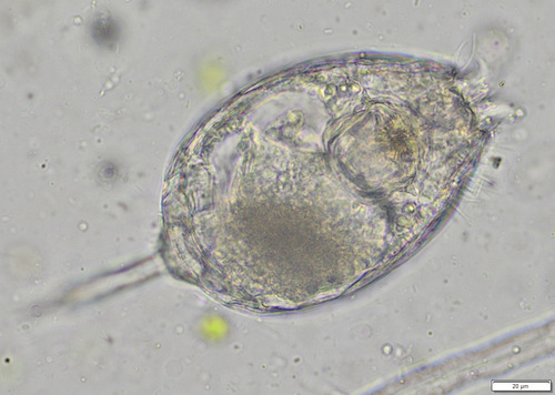 Lecane bulla