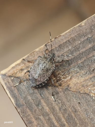 Brown Marmorated Stink Bug