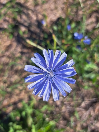 chicory