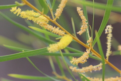 Acacia torulosa