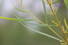 Acacia torulosa