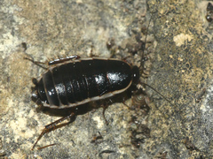 Loboptera decipiens