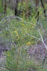 Acacia torulosa