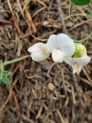 Lathyrus lanszwertii
