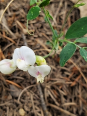 Lathyrus lanszwertii