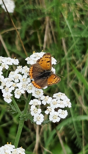 Small Copper