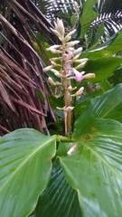 Renealmia pyramidalis