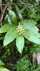 Renealmia pyramidalis