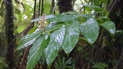 Renealmia pyramidalis
