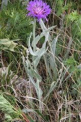 Centaurea fuscomarginata