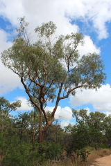 Corymbia leichhardtii