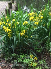 Iris pseudacorus