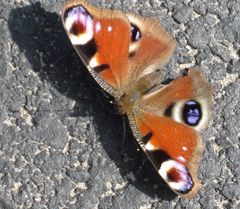 Aglais io