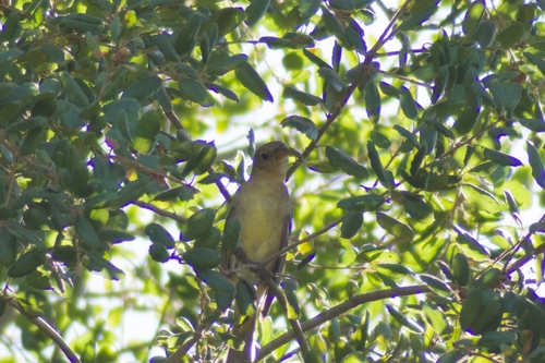 Western Tanager