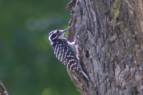 Nuttall's Woodpecker