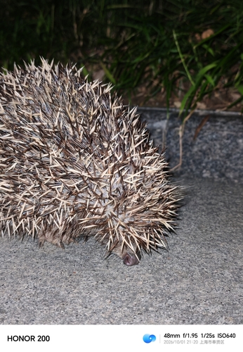 Amur Hedgehog