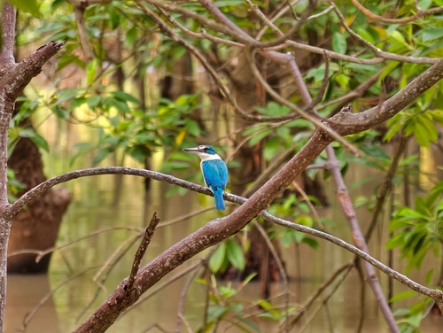 Collared Kingfisher