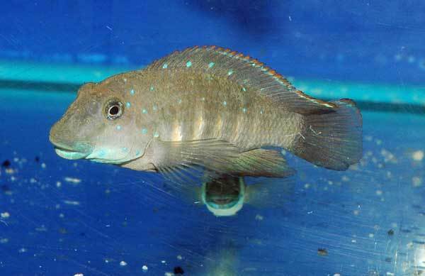 Gobie cichlidé rayé du Tanganyika (Eretmodus cyanostictus)