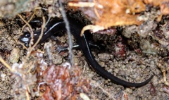 Plethodontinae