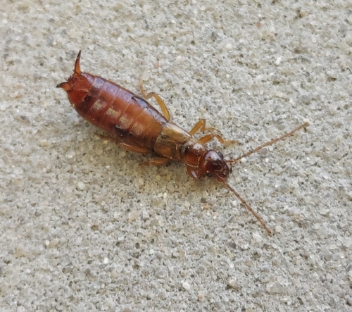 Hop-garden Earwig