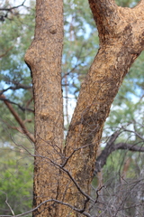 Corymbia leichhardtii