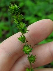 Carex sparganioides
