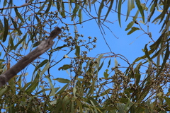 Corymbia leichhardtii