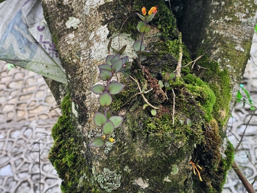 Aeschynanthus dischidioides
