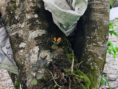 Aeschynanthus dischidioides, photograph 1