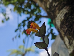 pbsg, CC BY, iNaturalist via GBIF Aeschynanthus dischidioides, photograph pbsg, CC BY, iNaturalist via GBIF