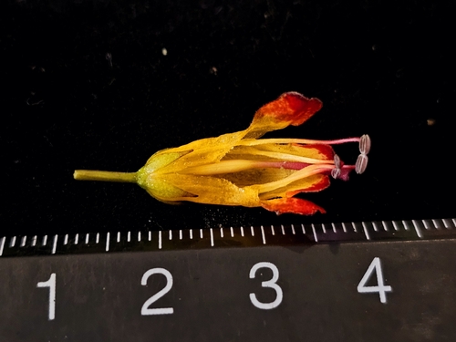Aeschynanthus dischidioides, photograph 3