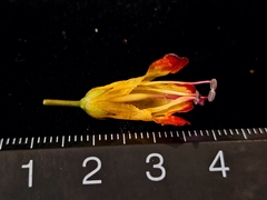 pbsg, CC BY, iNaturalist via GBIF Aeschynanthus dischidioides, photograph pbsg, CC BY, iNaturalist via GBIF
