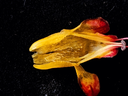 Aeschynanthus dischidioides, photograph 4