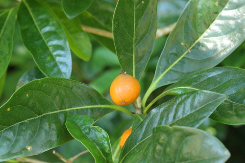 Pittosporum moluccanum observed 2026-09-27